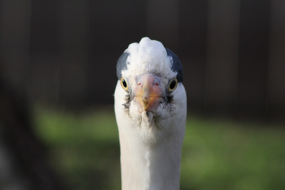 white and gray bird