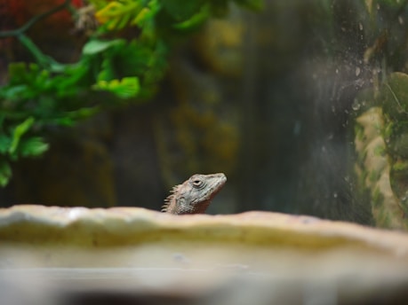 A lizard is peeking over a beige surface, with a blurred background that includes green leaves and branches. The atmosphere suggests the image might have been taken in a terrarium or natural habitat.