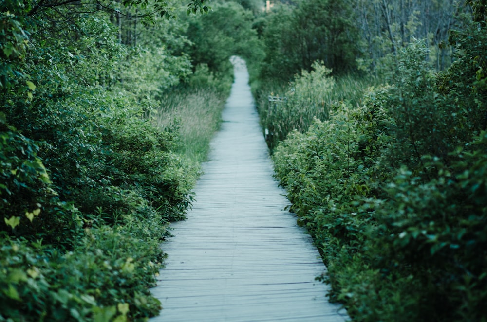 brown pathway in between green trees and grass