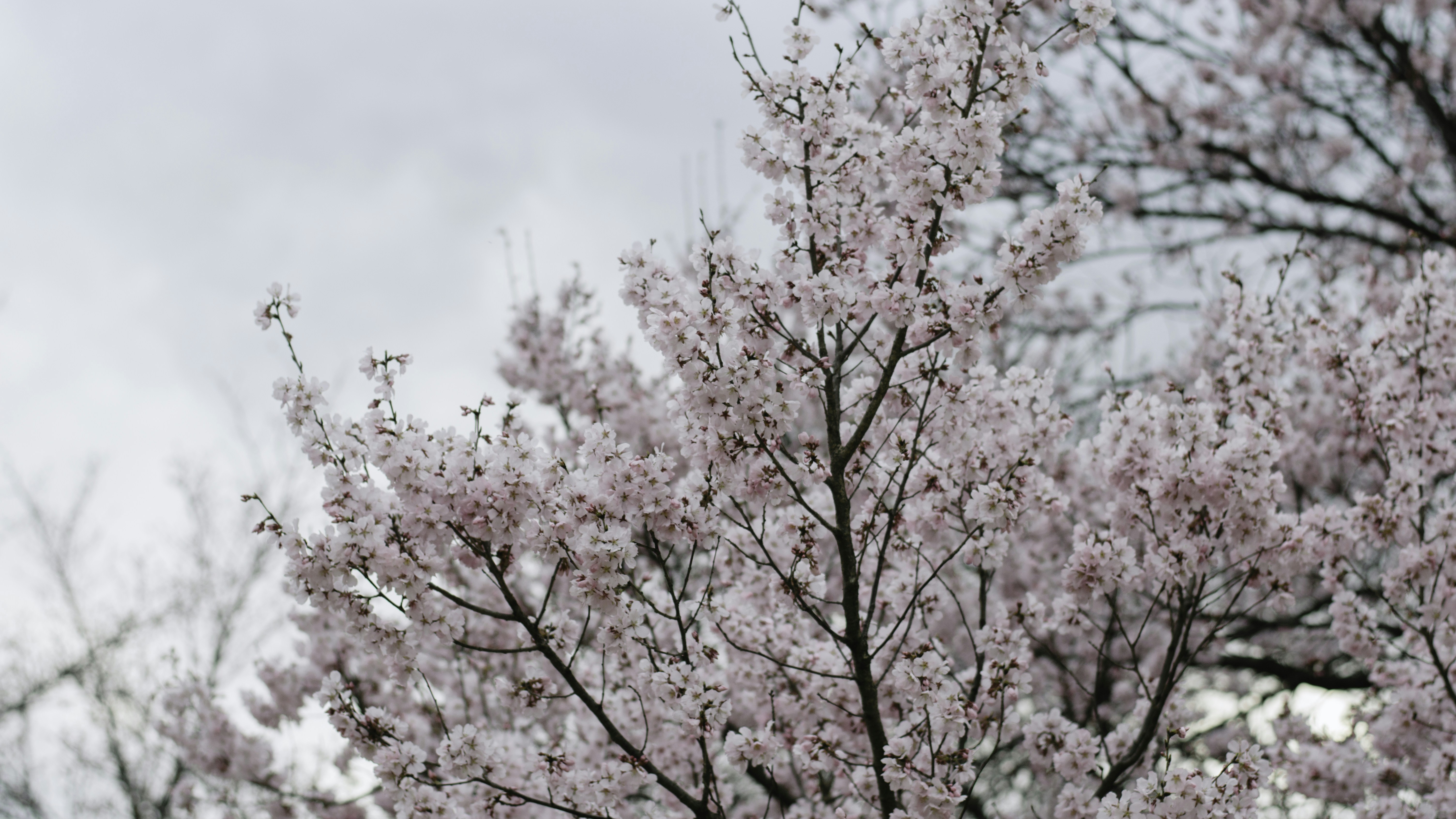 Photo by paracetamol