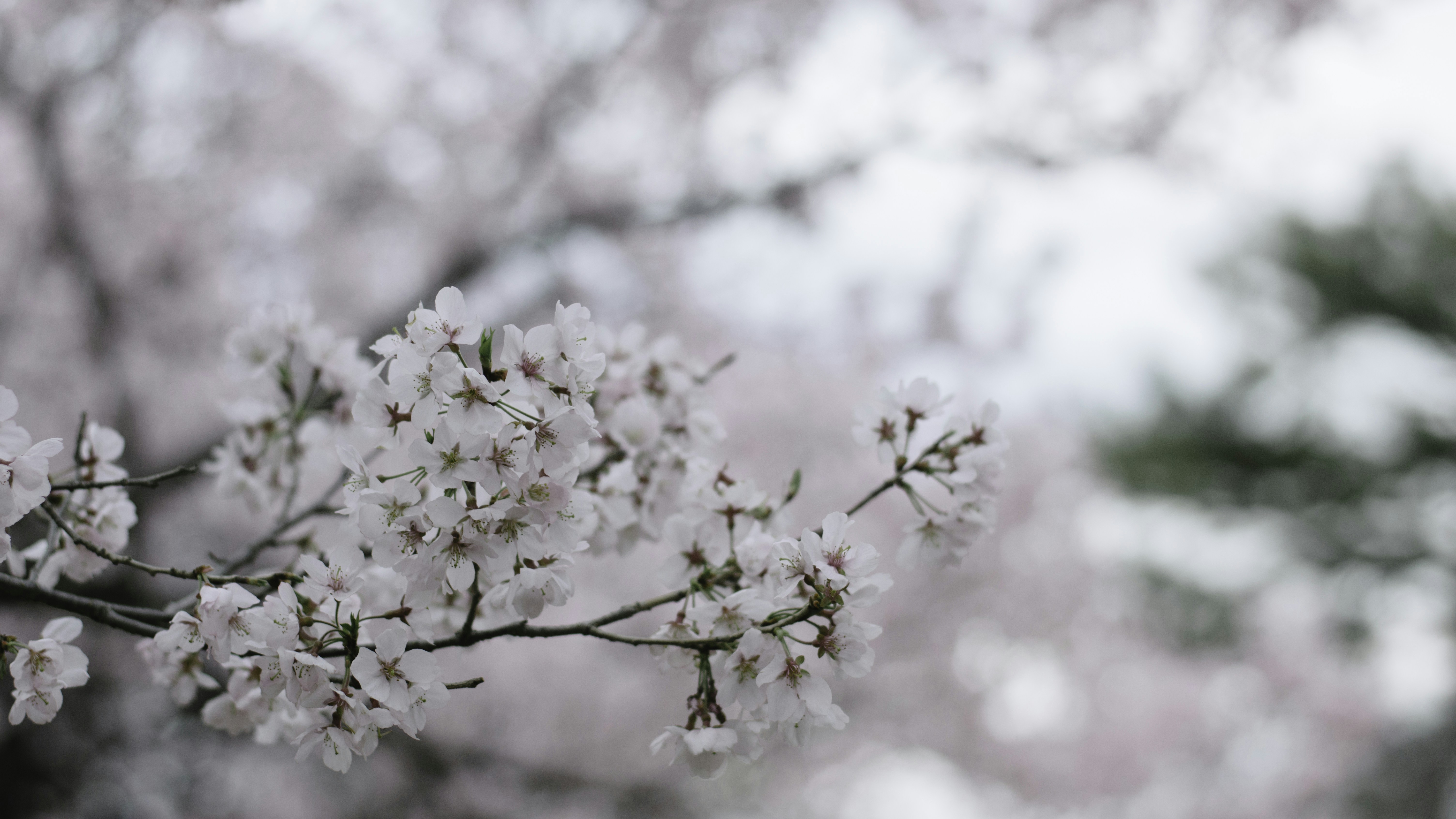 Photo by paracetamol