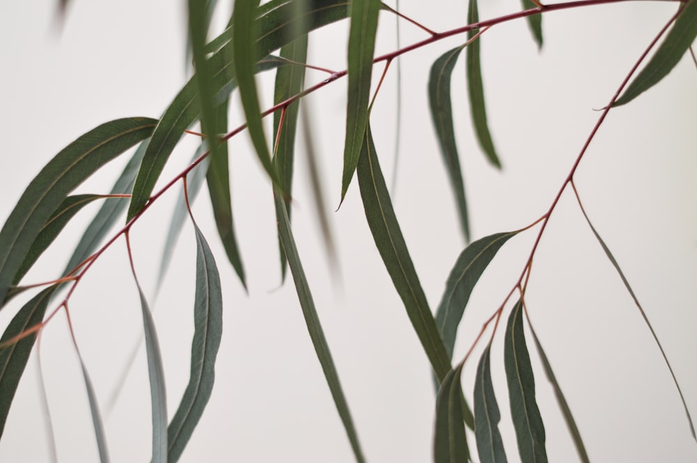 close-up photo of green-leafed plant