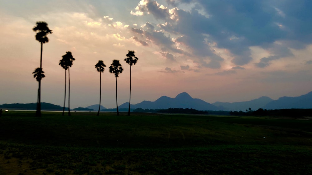 fan palm trees on green field