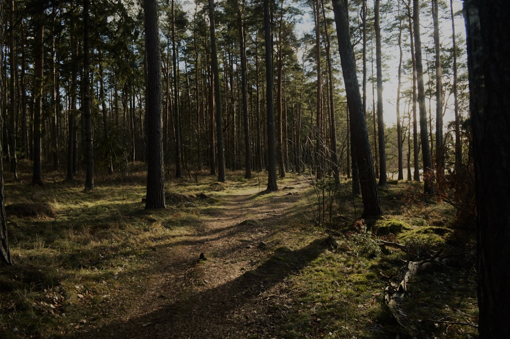 landscape photography of green pathway and trees