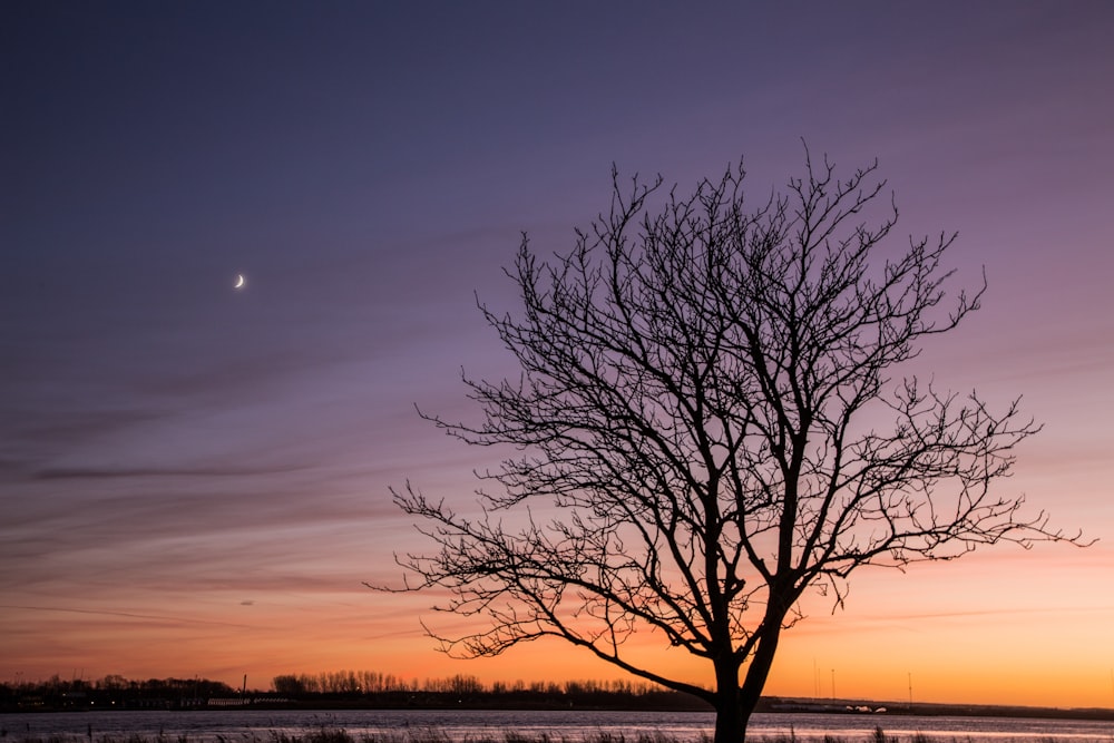 Árvore murcha durante o pôr do sol