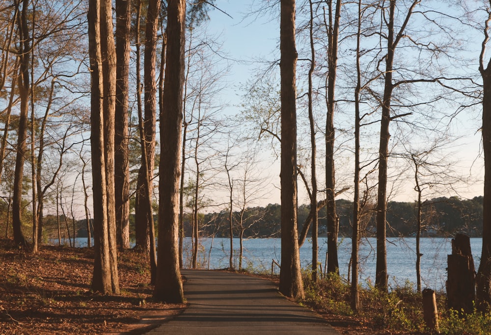 green-leafed trees near pathway during daytime