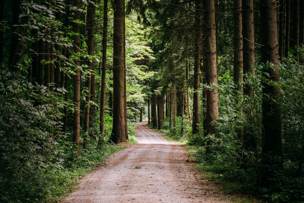 dirt pathway beside forest trees