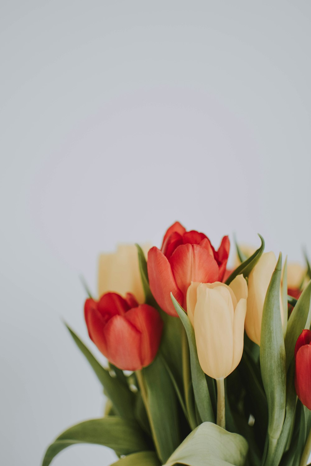 Tulipanes rojos