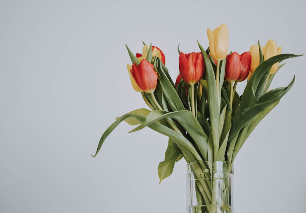 red and yellow petaled flowers