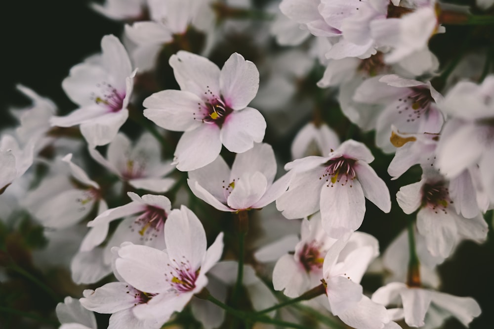 white petaled flowers