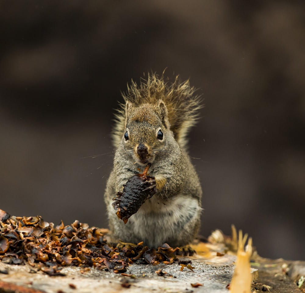 brown squirrel on brown surface