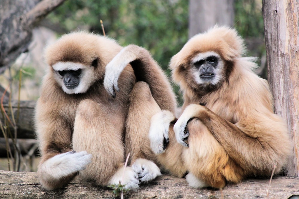 two brown monkeys sitting on brown tree