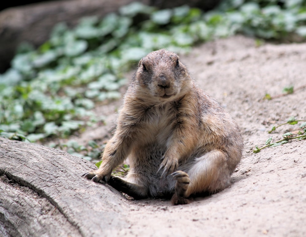 brown squirrel near plants