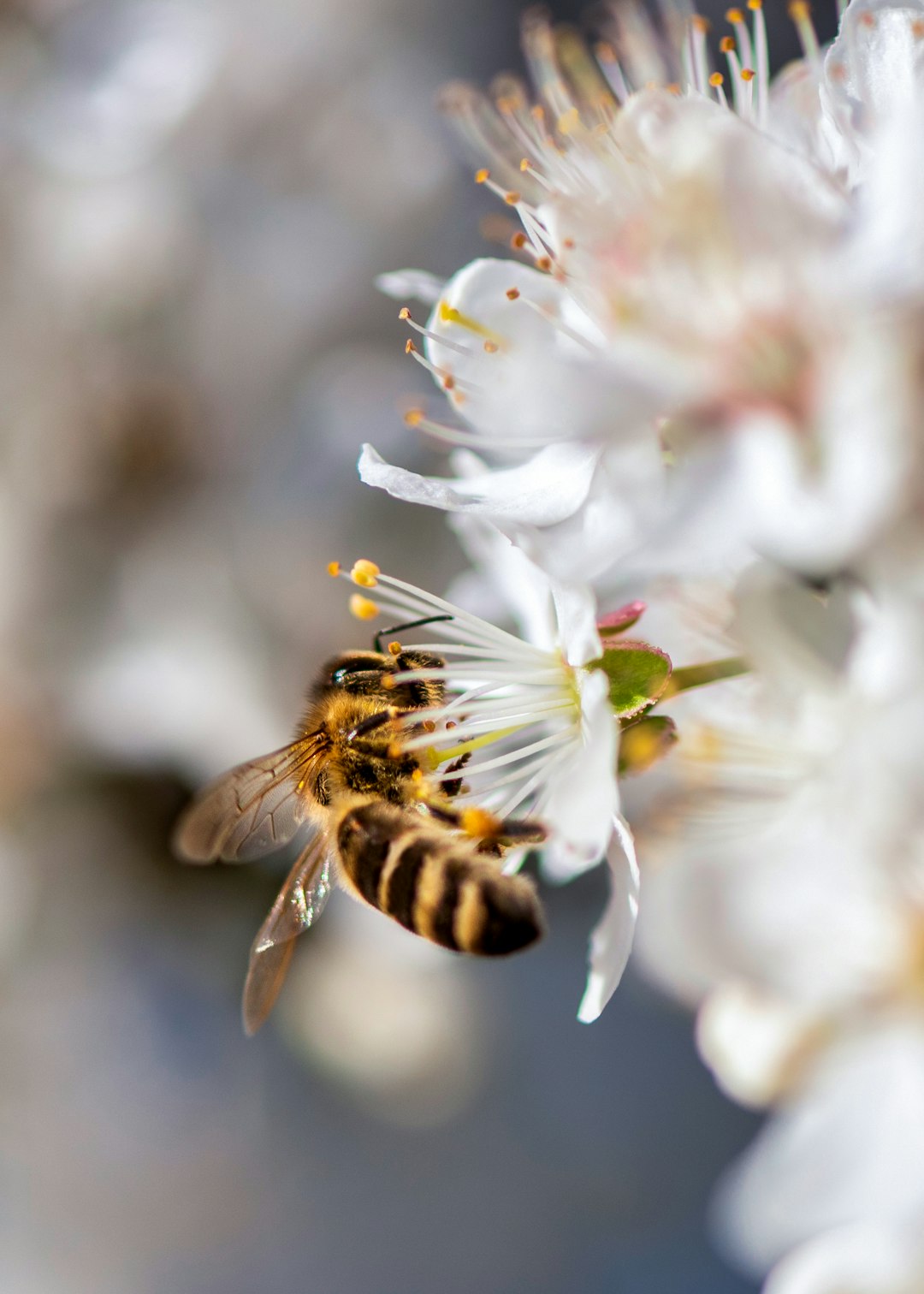 close-up photography of bumblebee