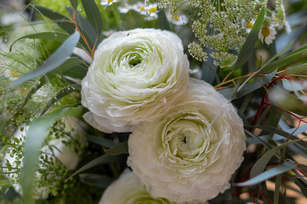 two white cluster flowers