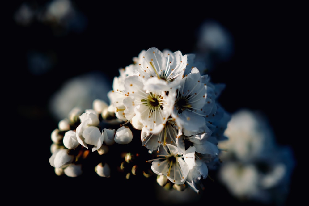 Fotografía de primer plano de flor de pétalos blancos