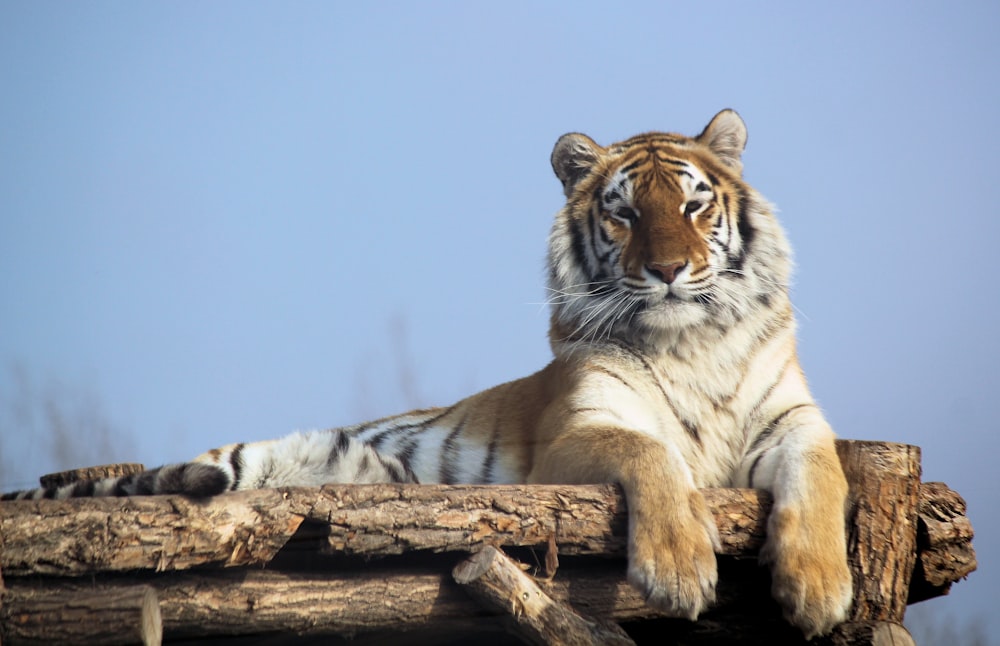 茶色の表面に横たわる茶色の虎
