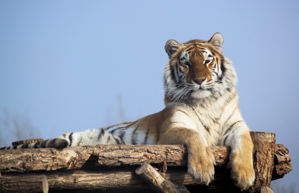 brown tiger lying on brown surface