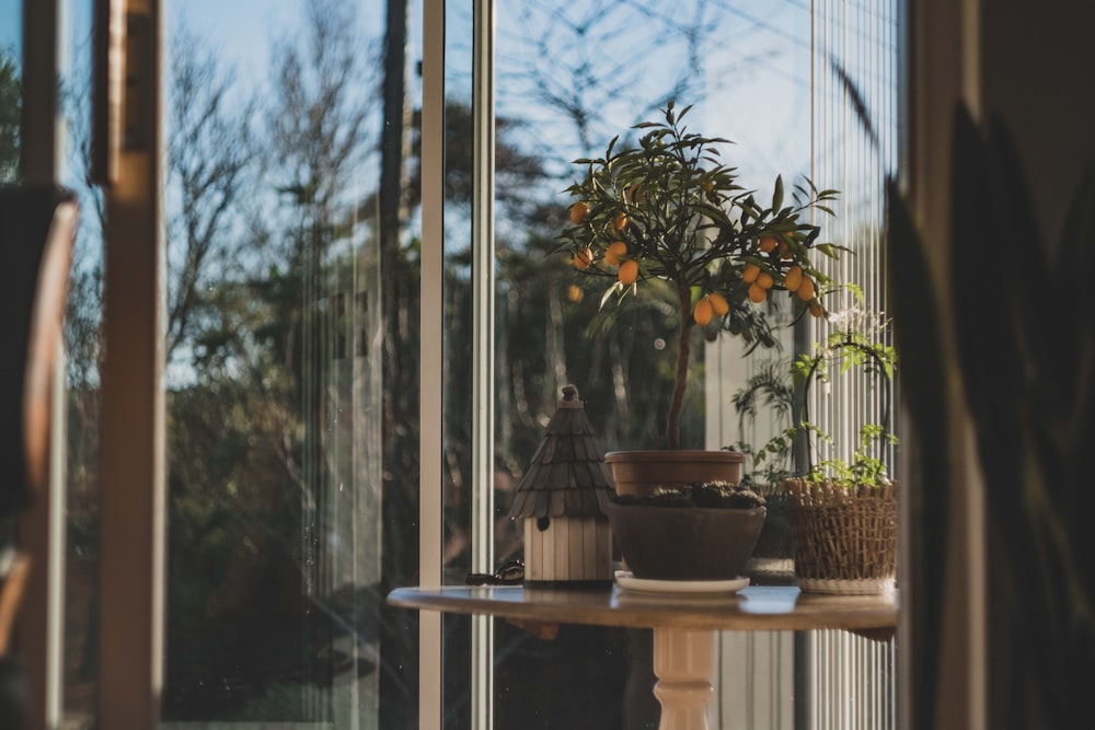 brown plant potted in plant pot