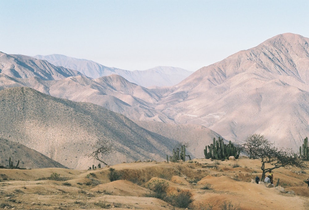 brown mountain near cactus plants