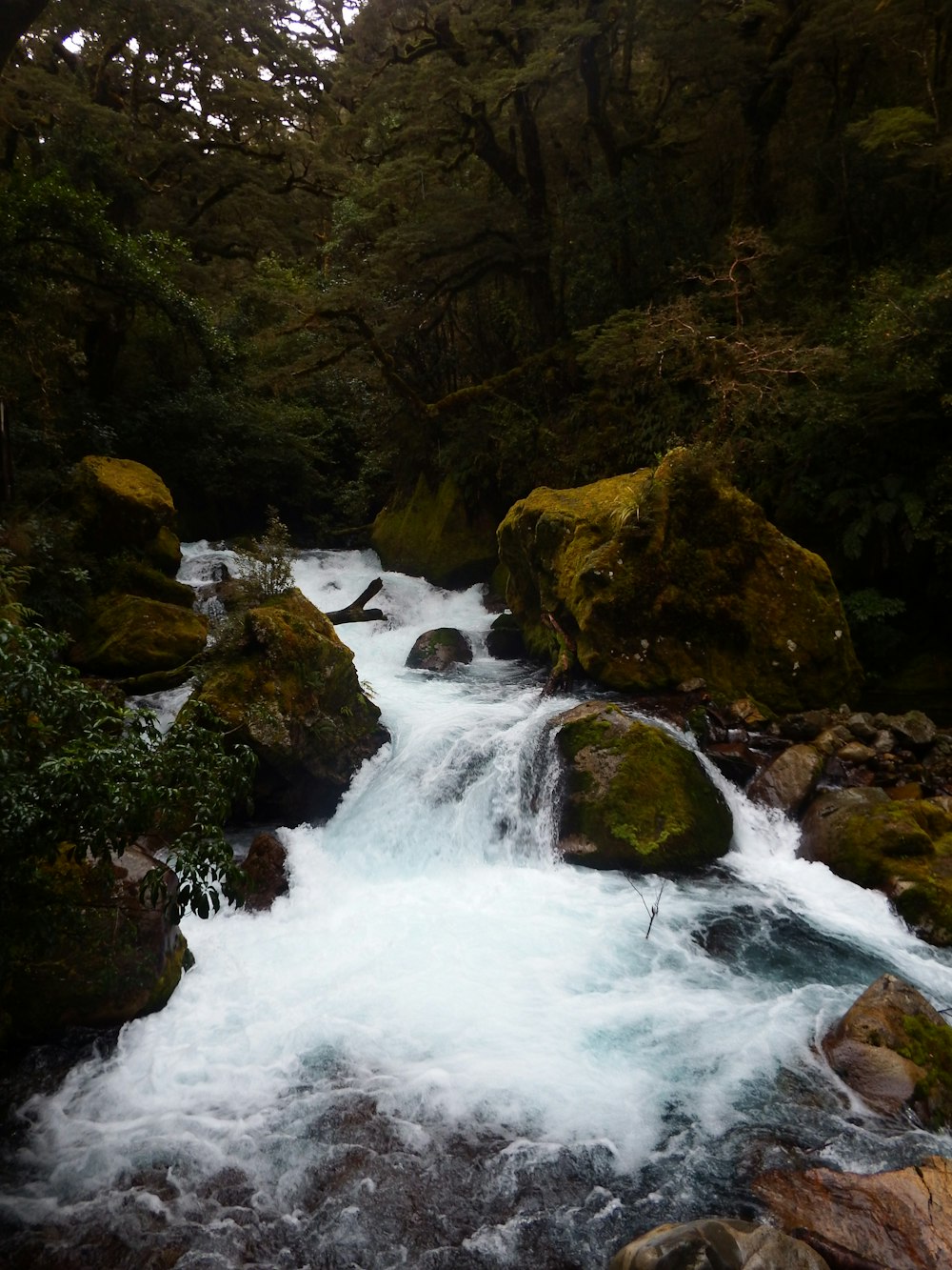 Cuerpo de agua cerca de árboles