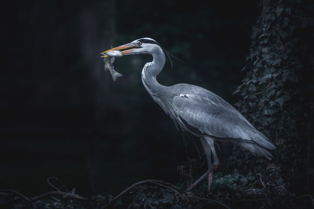 great blue herron biting fish close-up photography