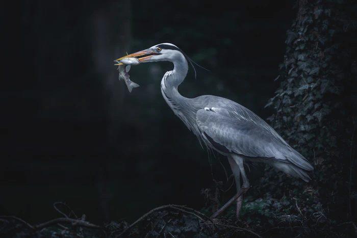 Great blue heron catching a fish