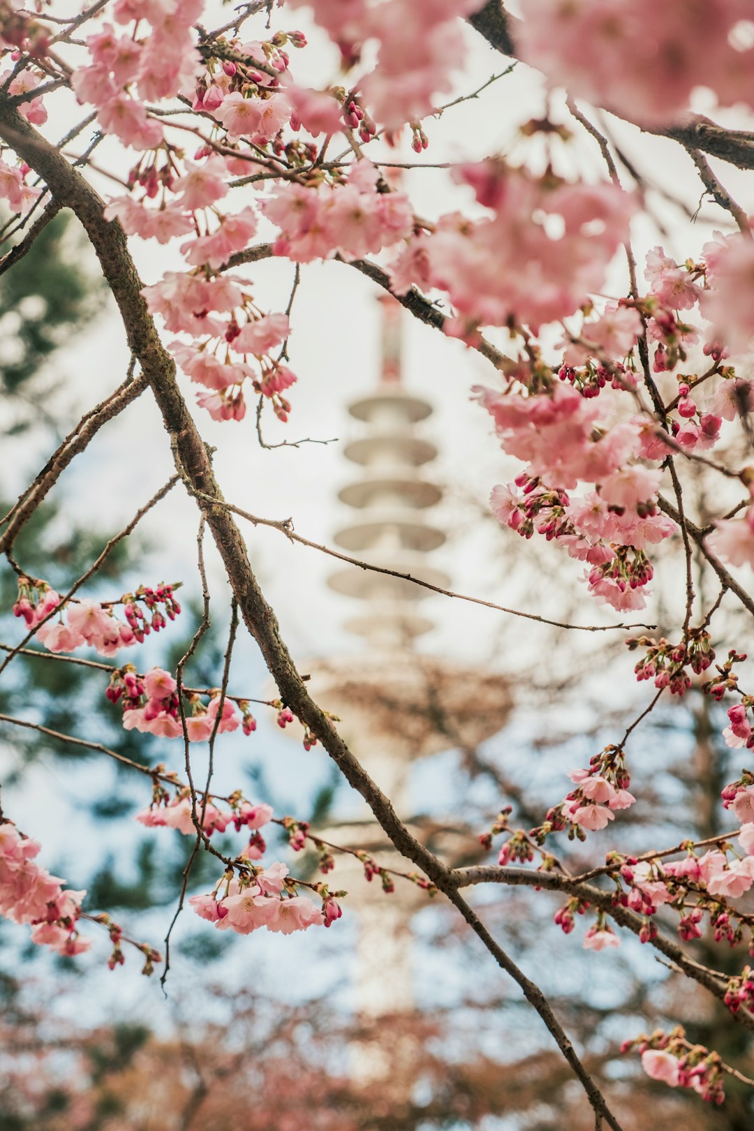 selective focus photography of cherry blossom at daytime