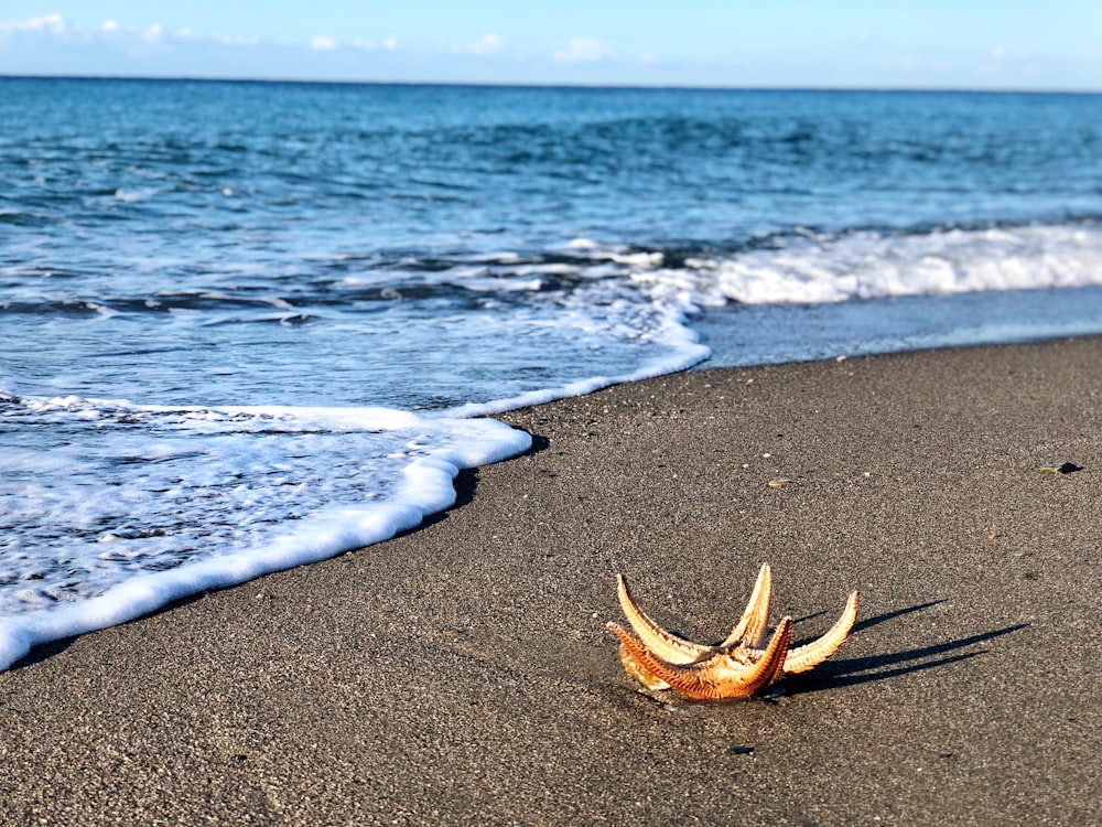 star fish on seashore