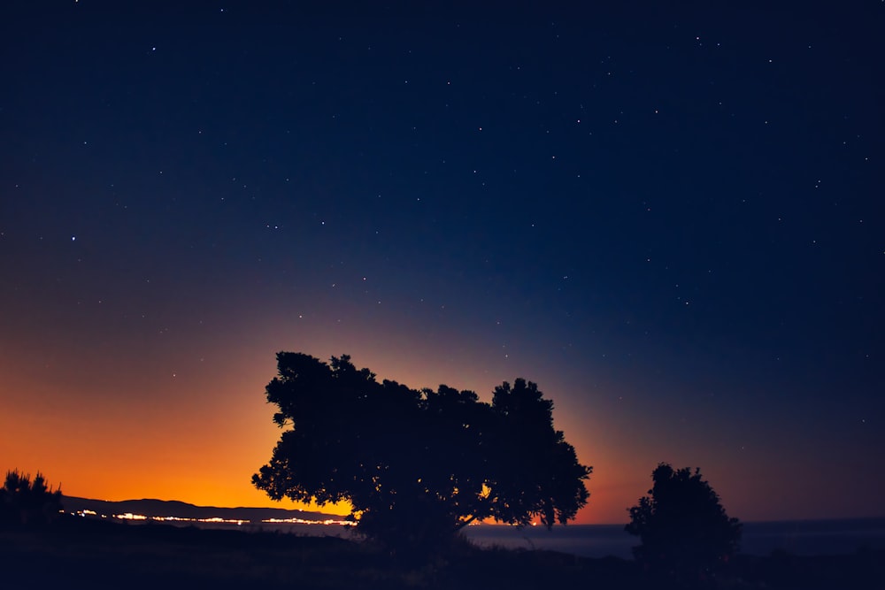 silhouette of tree