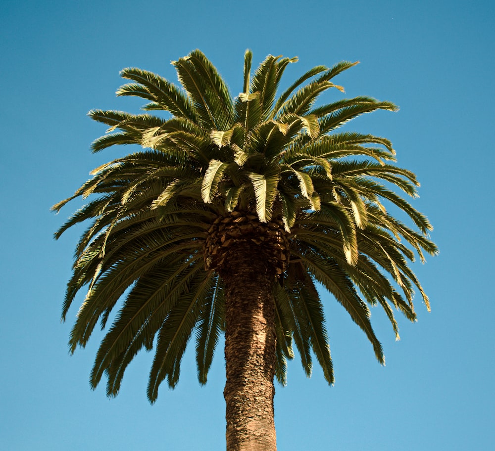 green palm tree at daytime