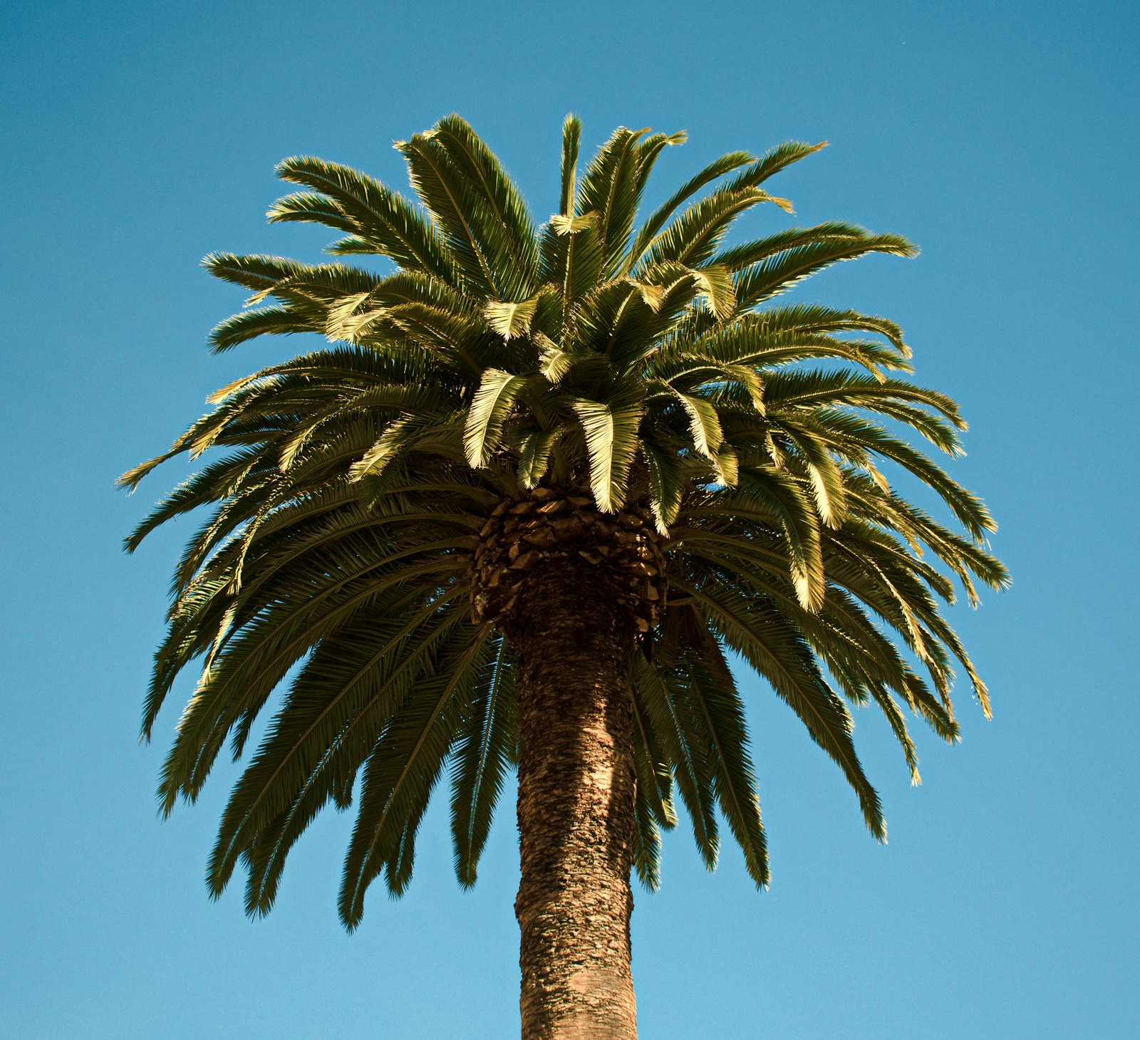 Nikon D3500 sample photo. Green palm tree at photography