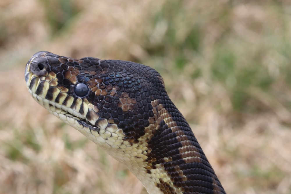 selective focus photography of snake head