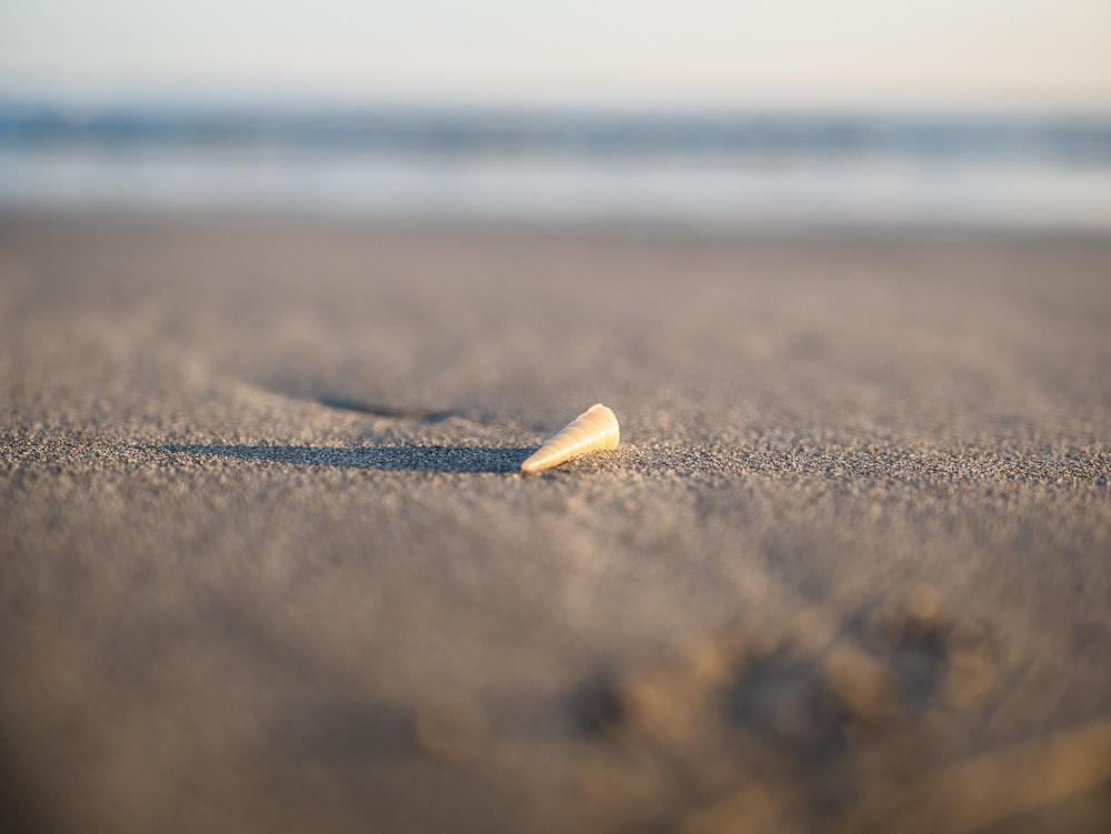 brown sea shell on sand
