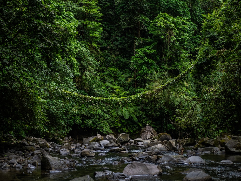 rocks in river under trees at daytime