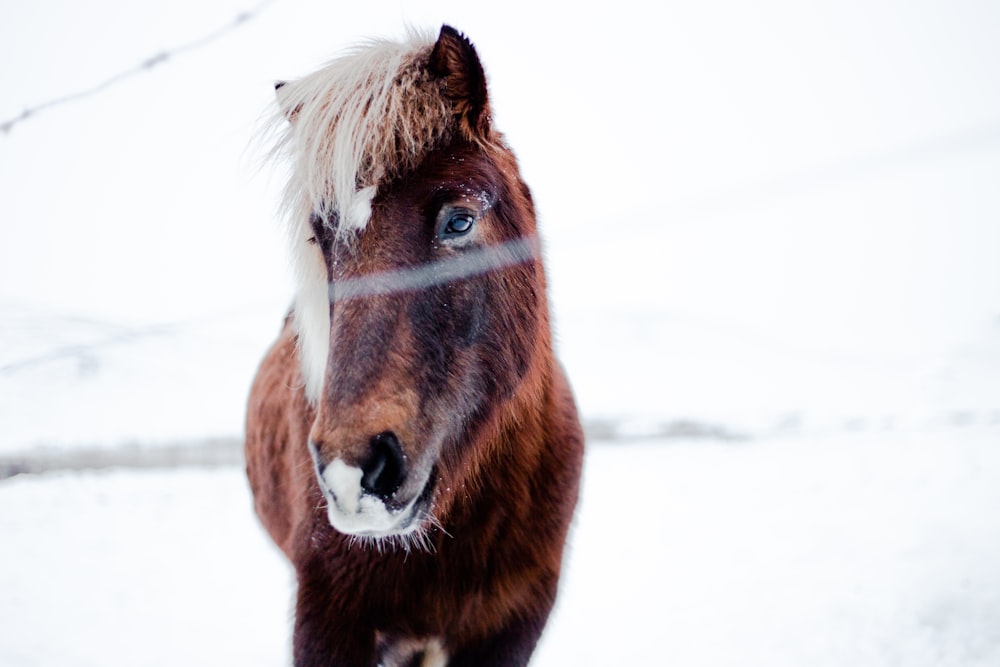 donkey near tree during winter