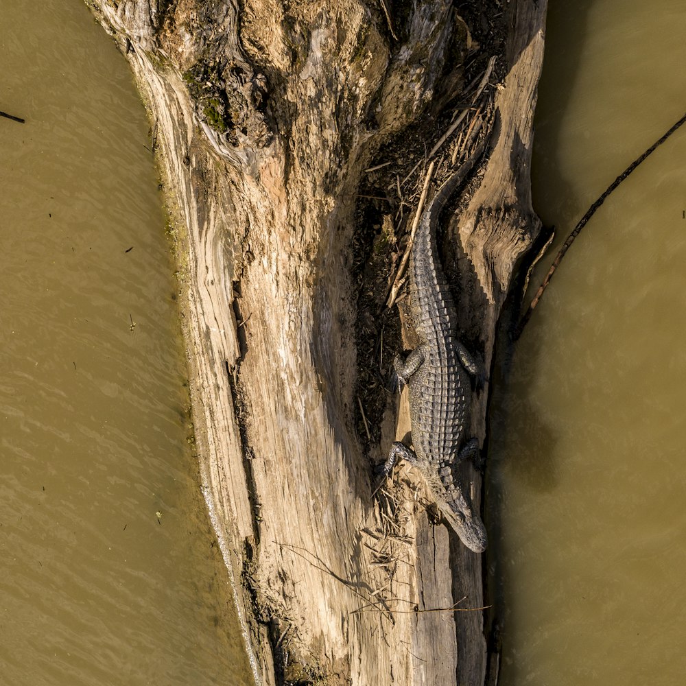 Lagarto Negro