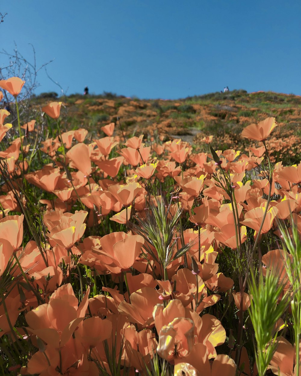 bed of orange flowers