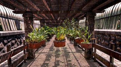 An outdoor walkway is covered by a wooden pergola. Large, rust-colored metal pots are suspended from the beams, each containing vibrant green plants. The sunlight filters through the slatted roof, casting shadows on the stone pathway. On either side, there are stone walls with slightly curved glass panels fixed above.