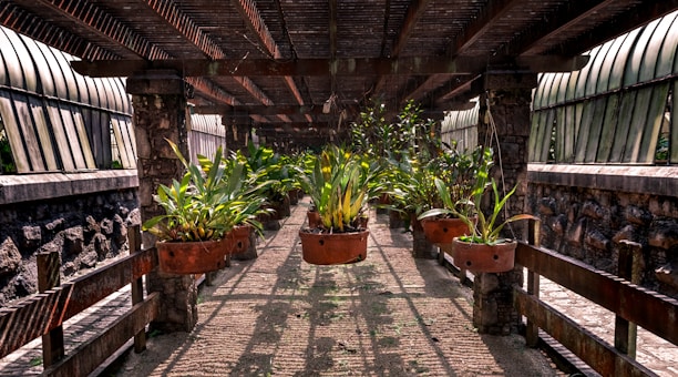 An outdoor walkway is covered by a wooden pergola. Large, rust-colored metal pots are suspended from the beams, each containing vibrant green plants. The sunlight filters through the slatted roof, casting shadows on the stone pathway. On either side, there are stone walls with slightly curved glass panels fixed above.