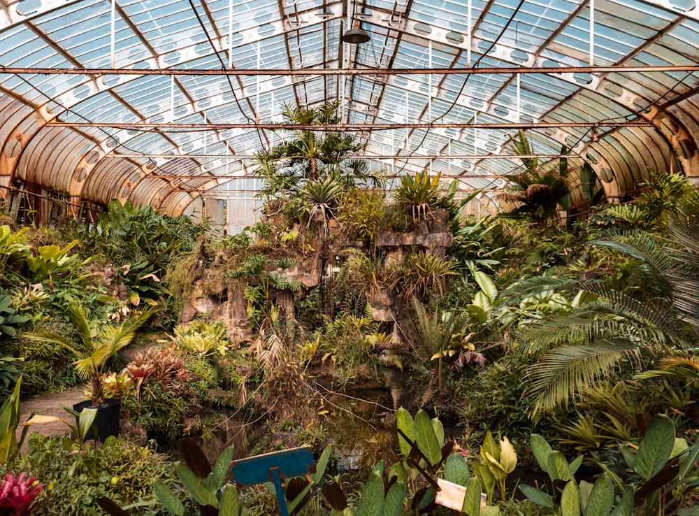 green leafed plants under greenhouse