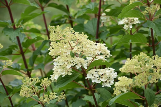 A cluster of delicate white hydrangea flowers surrounded by lush green leaves. The branches are sturdy, with a reddish tinge, and the setting is vibrant and natural, indicating a garden or a wild growing area.