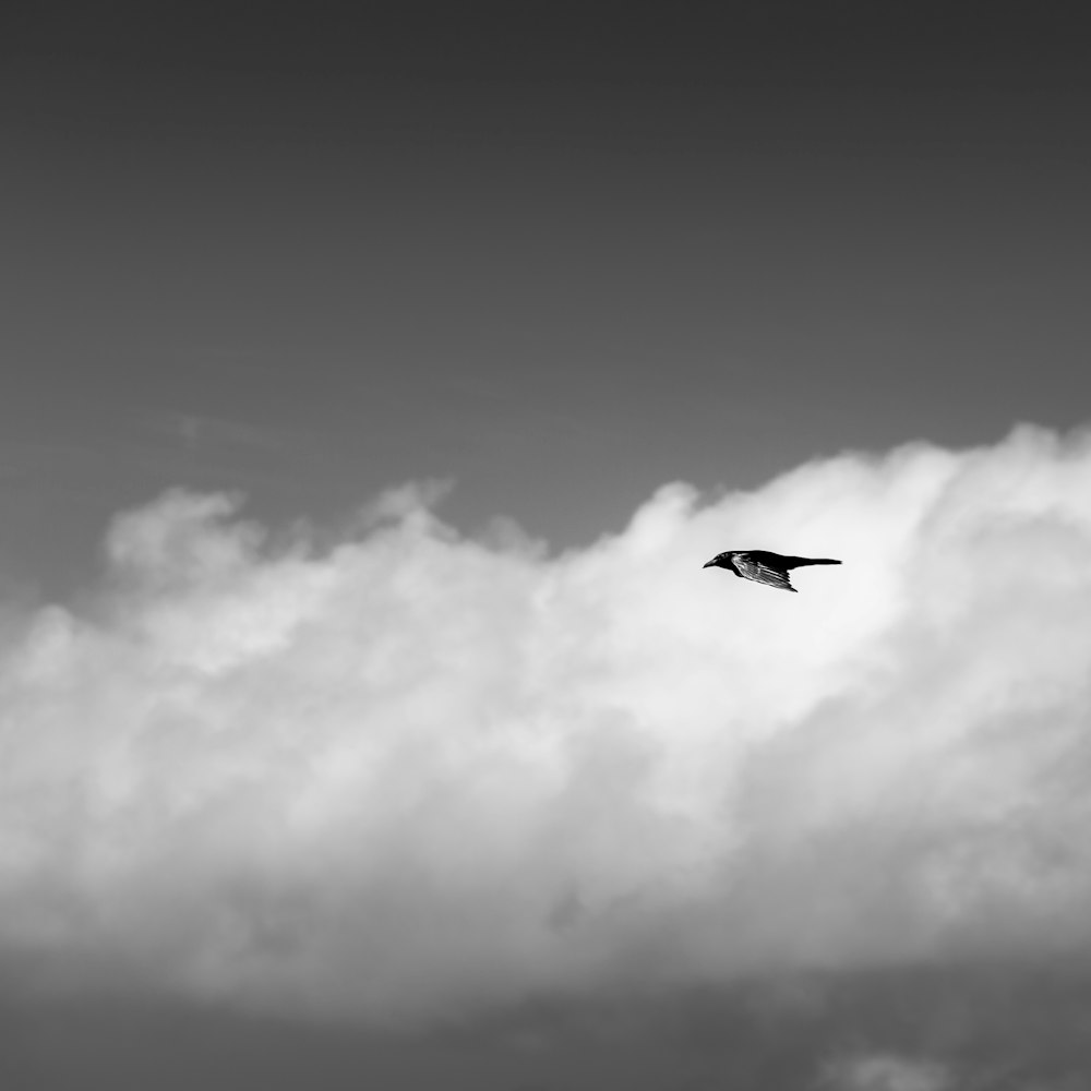 black and gray bird flying