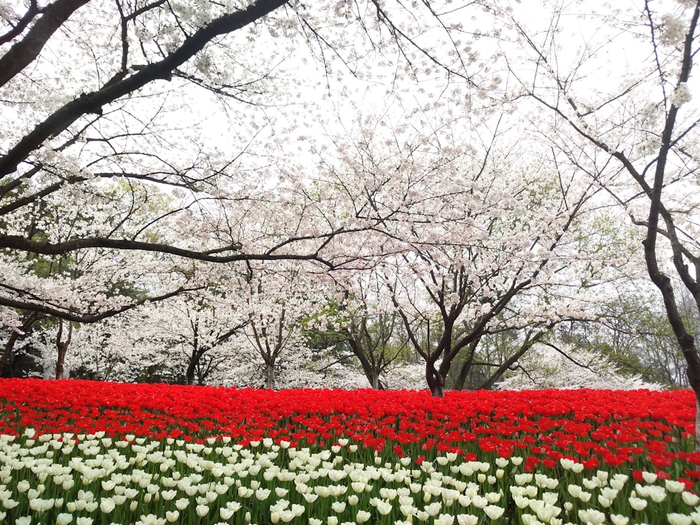 bed of tulips under cherry blossoms tree