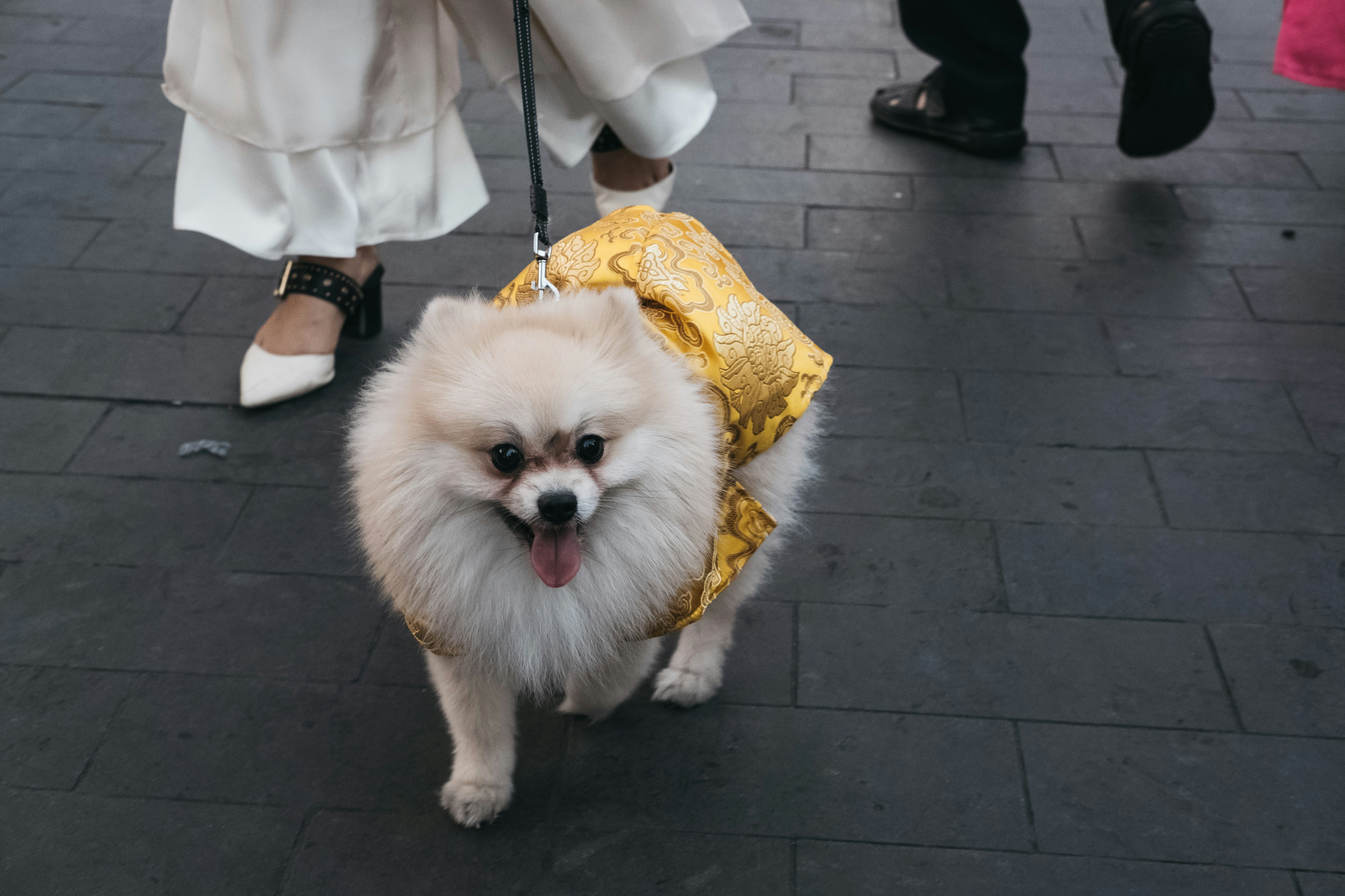 Sydney Royal Dog Show