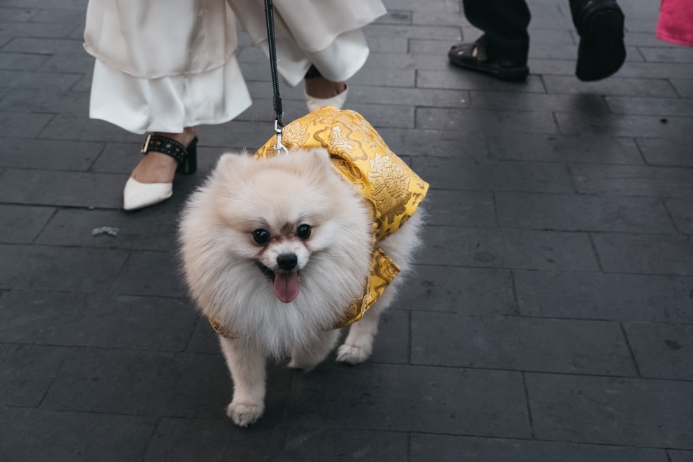 furred white dog