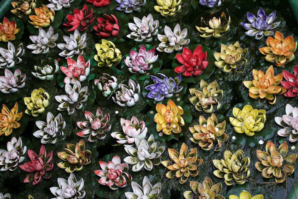 assorted-color lotus flowers