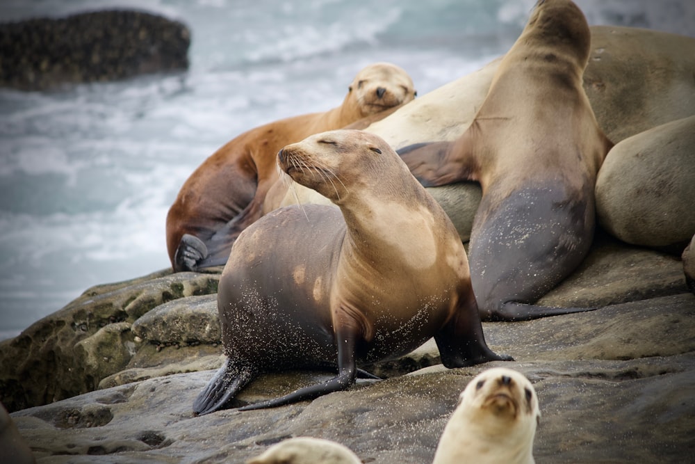 group of sea lion beside body of water