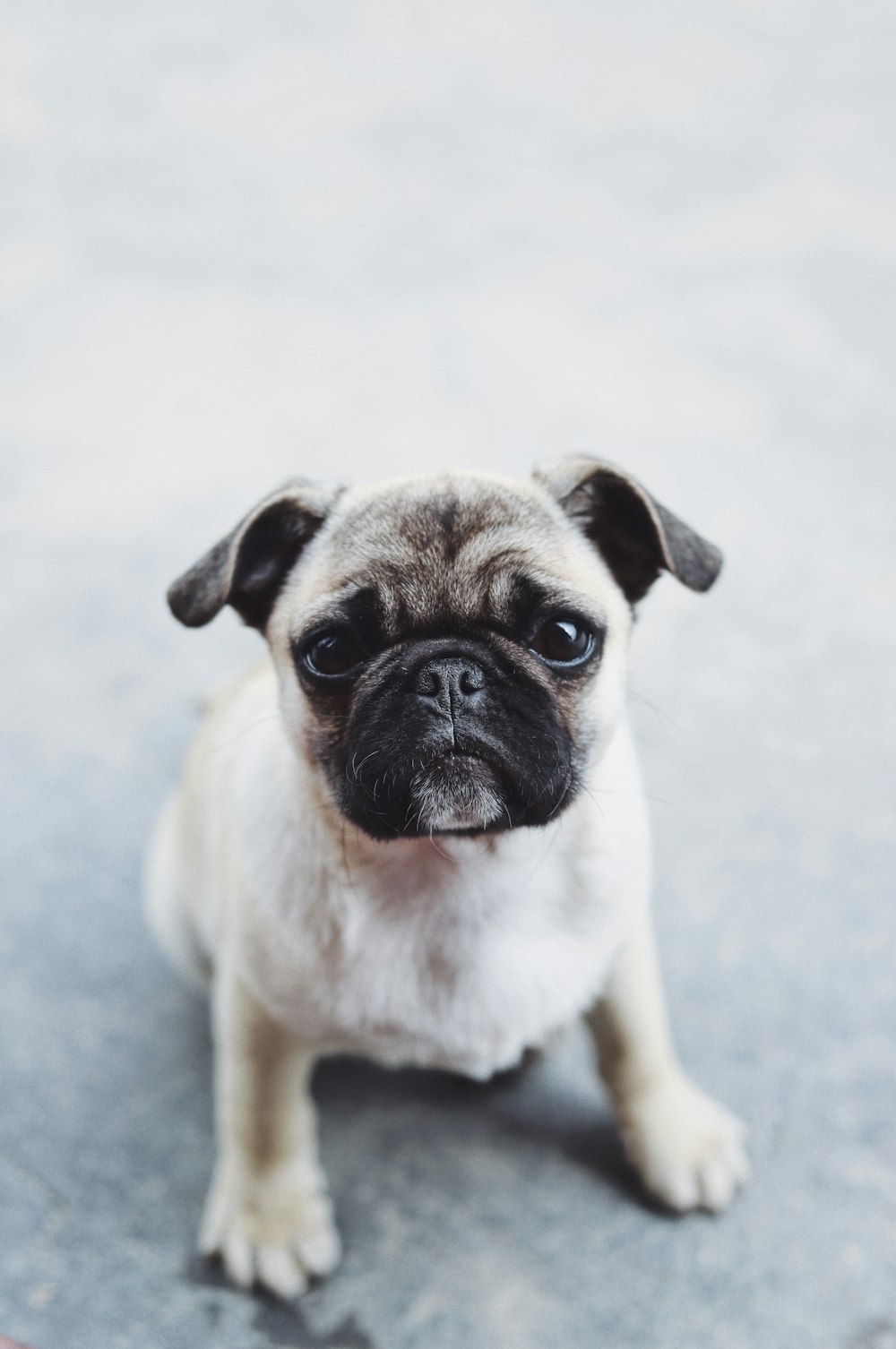 gray and brown pug