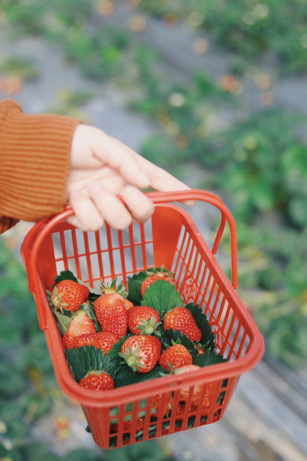 person carrying basket of strawberries